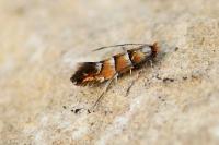 Phyllonorycter klemannella