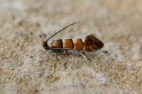 Phyllonorycter klemannella