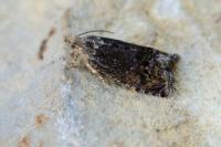 Cydia splendana