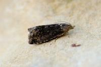 Cydia splendana