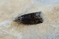 Cydia splendana