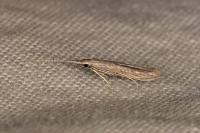 Coleophora texanella