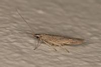 Coleophora texanella