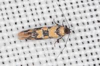 Decantha borkhausenii
