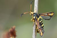 Bembecia iberica