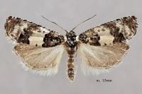 Epinotia thapsiana