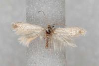 Trifurcula immundella