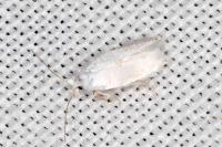 Opostegoides menthinella