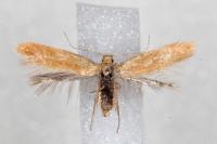 Tischeria dodonaea