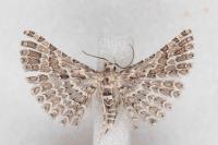 Alucita palodactyla