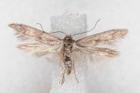 Blastobasis phycidella