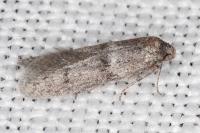 Blastobasis phycidella
