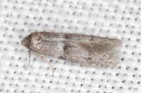 Blastobasis phycidella