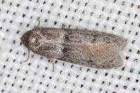 Blastobasis phycidella