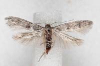 Blastobasis phycidella