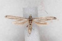 Coleophora calycotomella