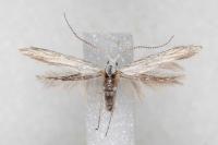 Coleophora zelleriella