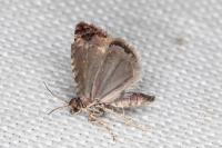 Endothenia oblongana