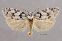 Eana canescana
