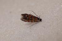 Phyllonorycter schreberella
