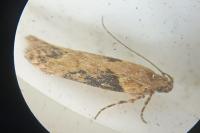 Scrobipalpa costella