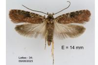 Agonopterix purpurea