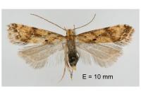 Brachmia blandella