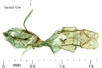 Brachmia blandella