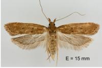 Helcystogramma lutatella