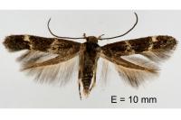 Mompha subbistrigella
