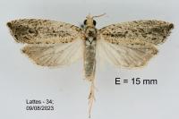 Bactra lancealana