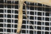 Gillmeria ochrodactyla