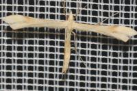 Gillmeria ochrodactyla