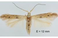 Coleophora salicorniae