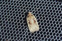Agonopterix ocellana