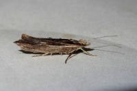 Ypsolopha scabrella