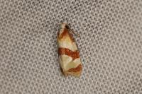 Phalonidia albipalpana