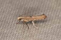 Dextellia dorsilineella