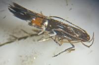 Cosmopterix pulchrimella