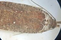 Agonopterix cnicella