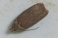 Agonopterix cnicella