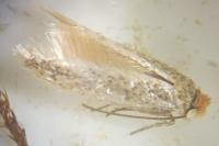 Trifurcula