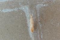 Coleophora salicorniae