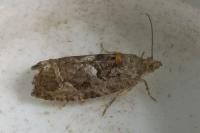 Eudemis profundana