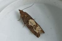 Epinotia trigonella