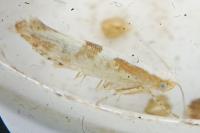 Argyresthia pruniella