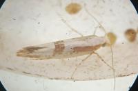 Argyresthia pruniella