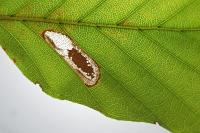 Phyllonorycter maestingella