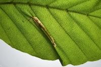 Phyllonorycter maestingella