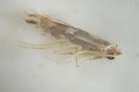 Phyllonorycter